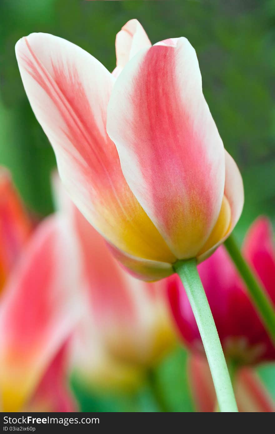 The tulip close-up in a spring garden. The tulip close-up in a spring garden.