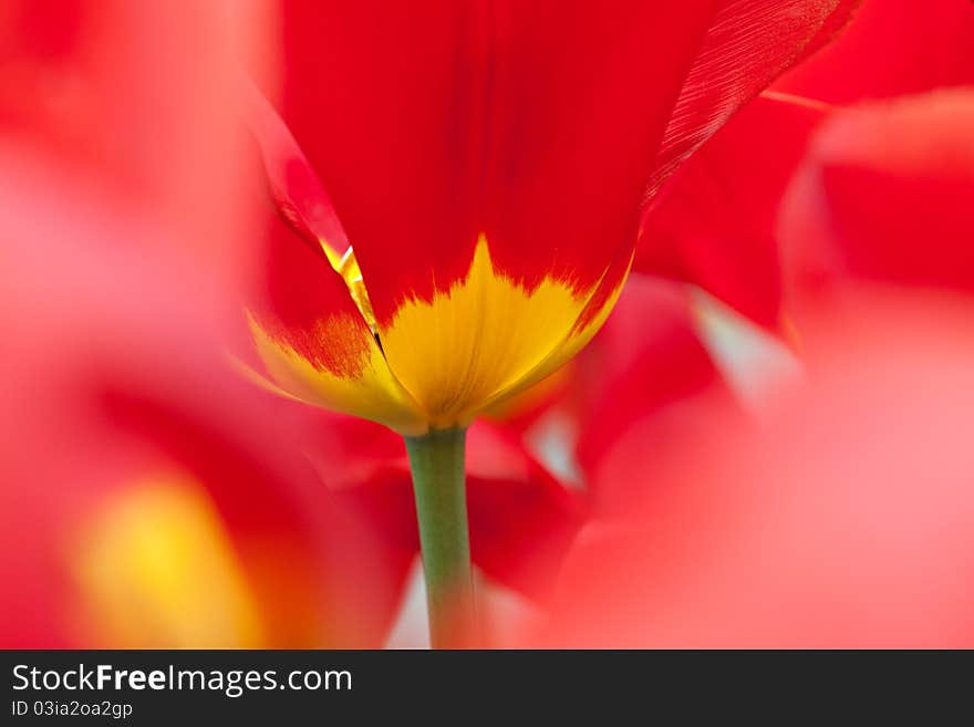 Red-yellow tulip.