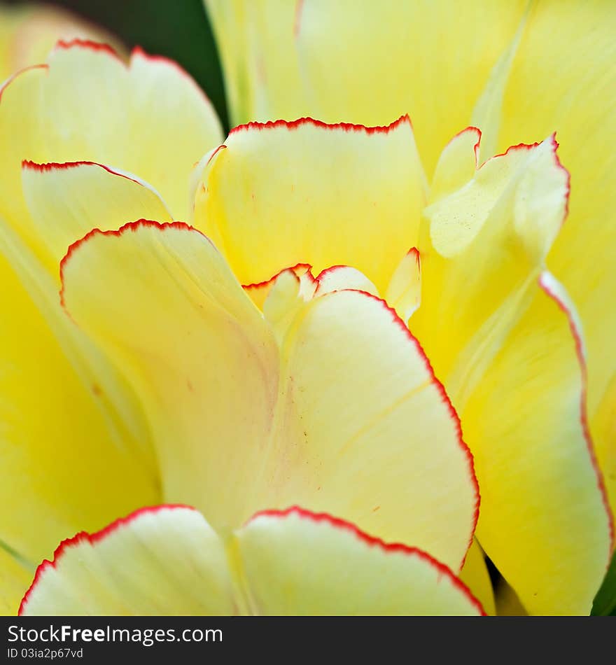 The tulip close-up can be used as a background. The tulip close-up can be used as a background.