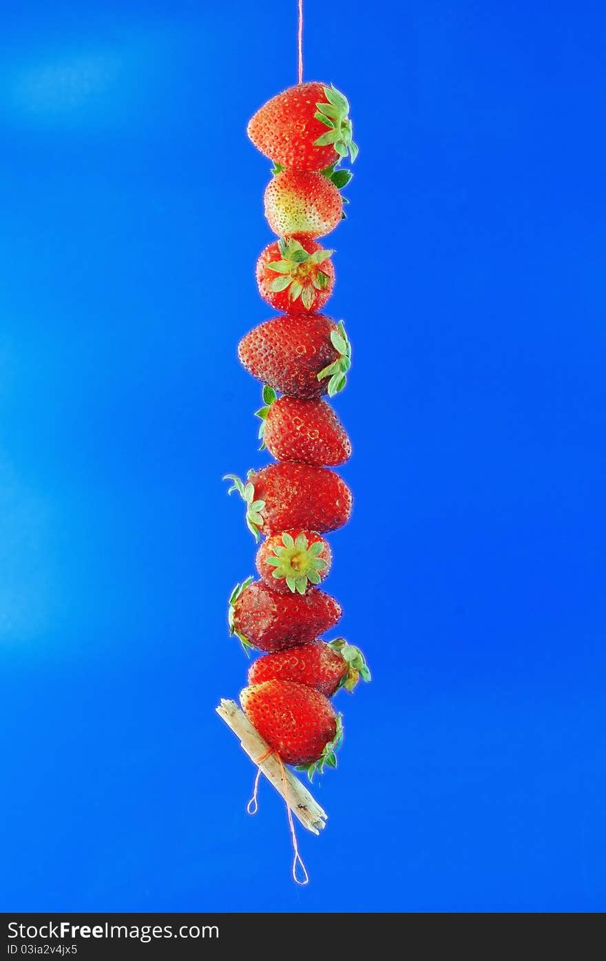 Strawberry collected from field strung on a on a string hangs against the blue background. Strawberry collected from field strung on a on a string hangs against the blue background