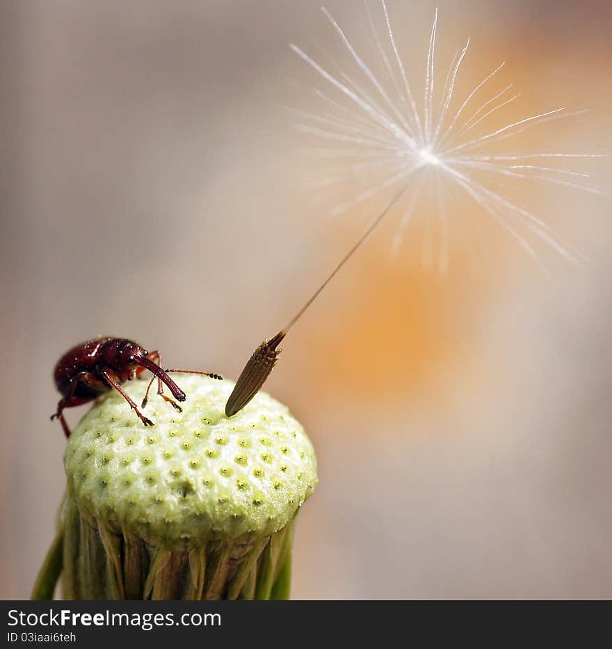 The bug sits on a flower