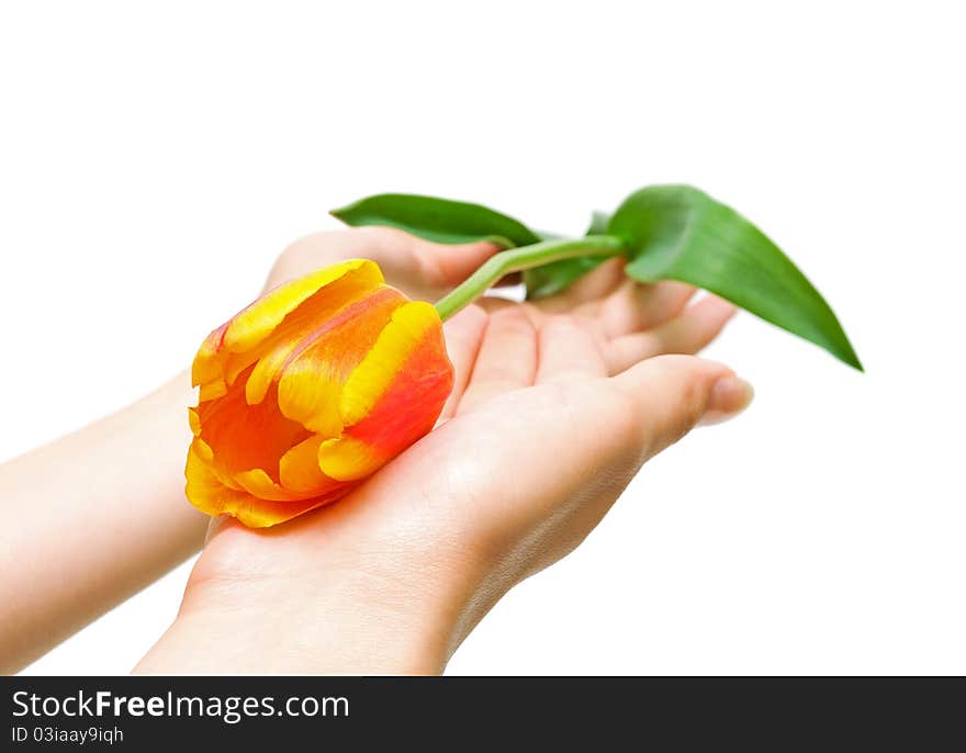 Tulip in the hands of a girl close up on white background