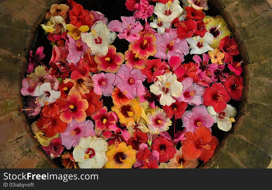 Wild Hibiscus flowers floating in a wishing seemingly promising that dreams do come true. Wild Hibiscus flowers floating in a wishing seemingly promising that dreams do come true.