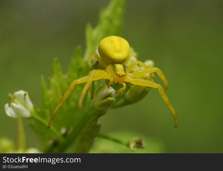 The bug sits on a flower