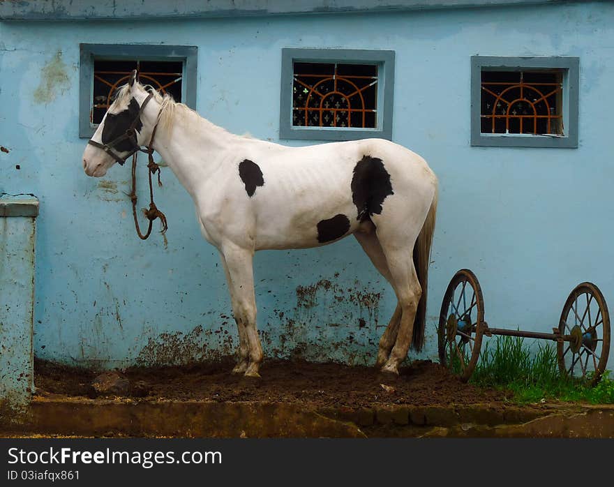 Cow-pallet Horse