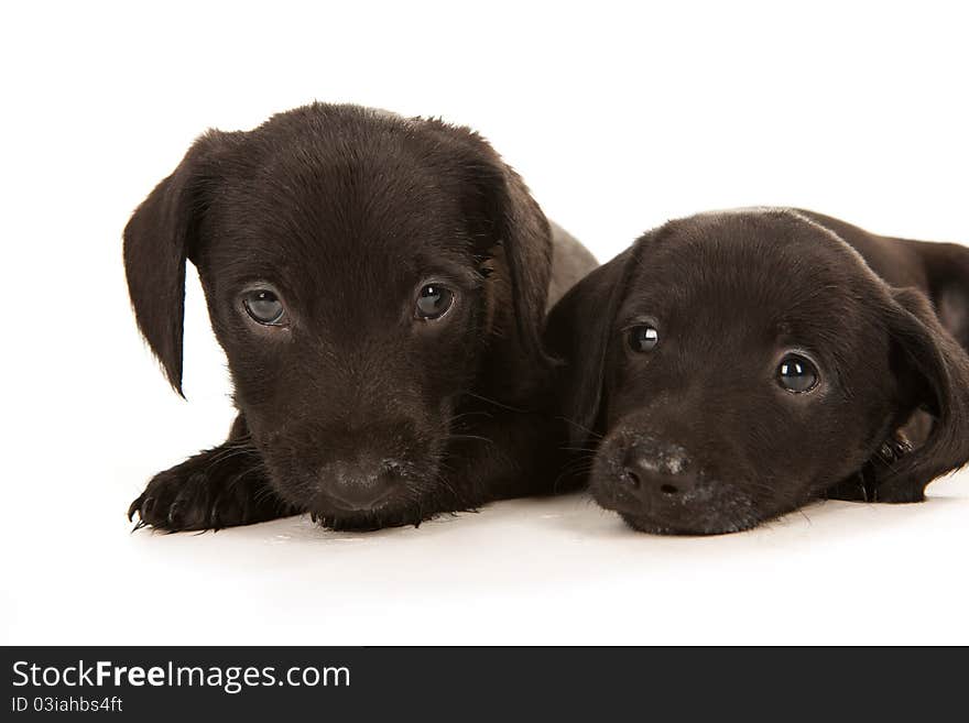 Black bachshund puppies with Messy mouthes embracing, isolated on white. Black bachshund puppies with Messy mouthes embracing, isolated on white