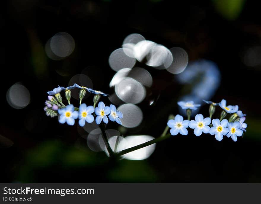 Forget black background bokeh in forest. Forget black background bokeh in forest