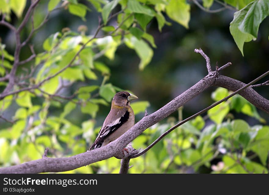 Female Grosbeak