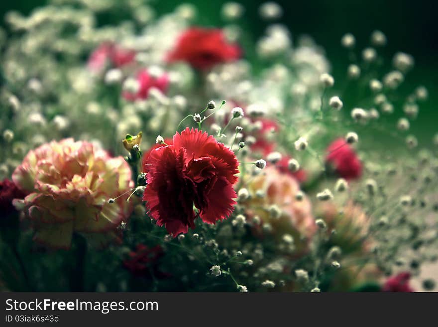 This is a macro shot of a small group of pink carnations. This is a macro shot of a small group of pink carnations.