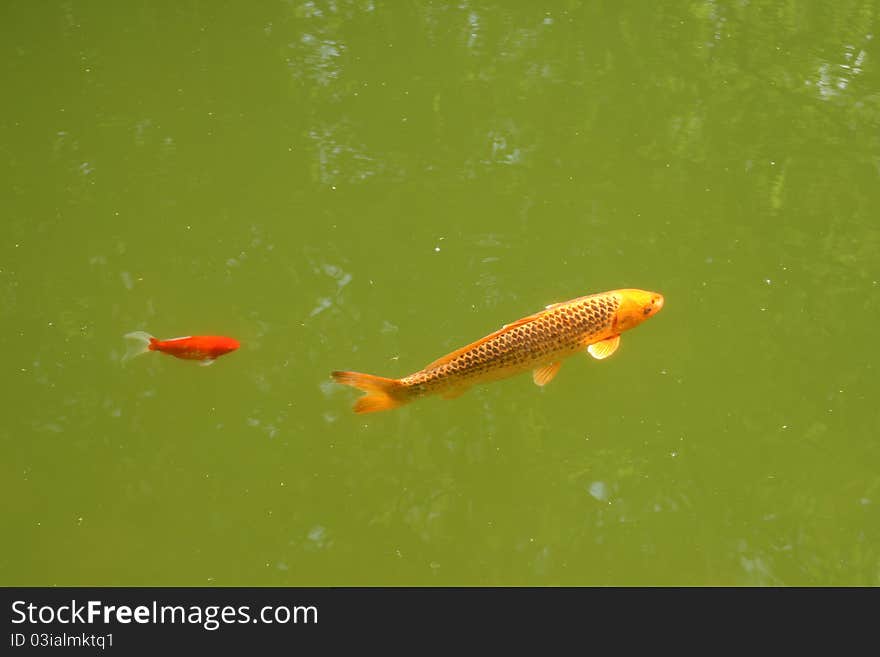 Decorative Carp Or Koi