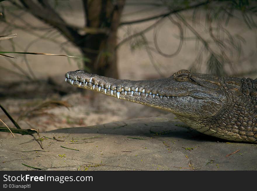 Australian freshwater crocodile