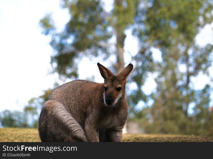 Macropus giganteus also known as the Great Grey Kangaroo or the Forester Kangaroo taken at Lone Pine Koala Santuary, Brisbane, Australia. Macropus giganteus also known as the Great Grey Kangaroo or the Forester Kangaroo taken at Lone Pine Koala Santuary, Brisbane, Australia