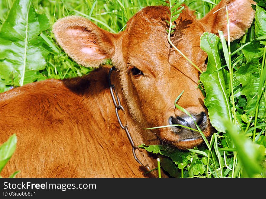 A young calf in the grass