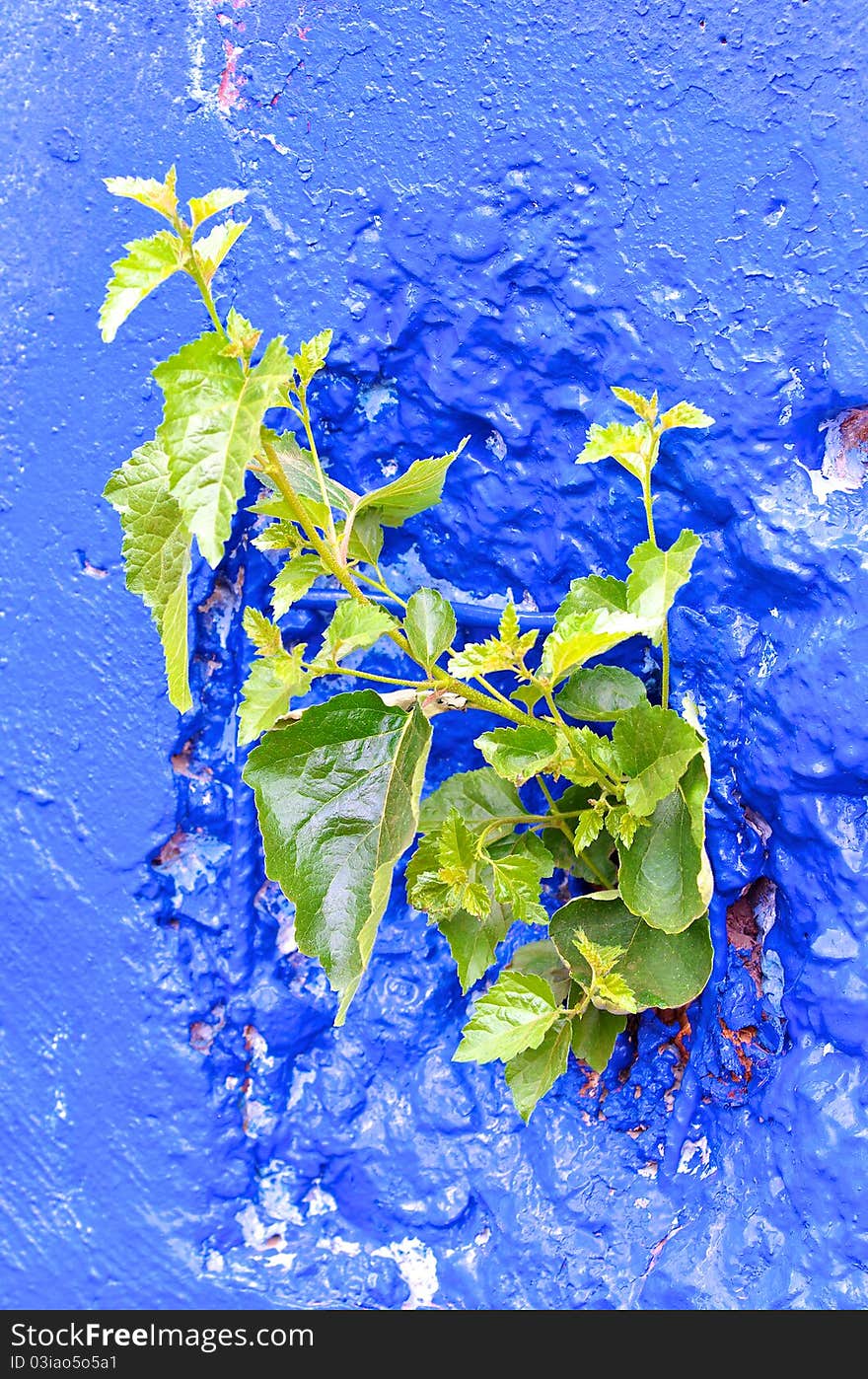 Painted Concrete comming into leaf