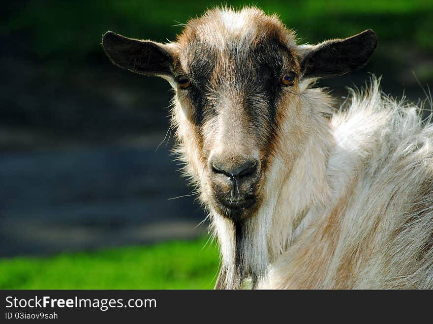 The goat, nature, pets, farm, agriculture, the village, the field, the goat in the field, goat on the walk animals