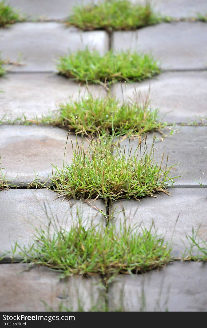 Grass on the brick floor. Grass on the brick floor