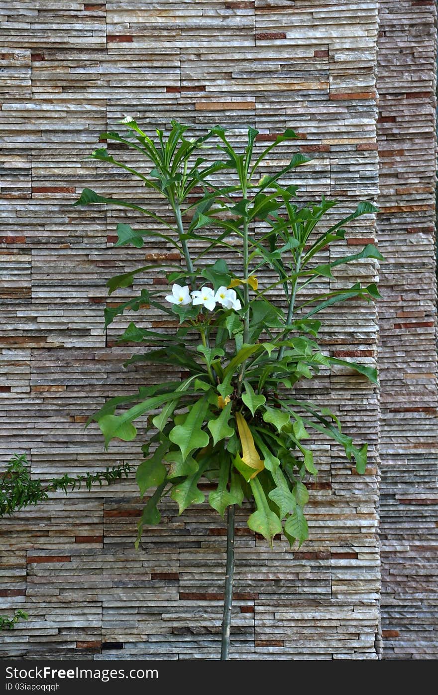 Flowers and wall of granite. Flowers and wall of granite.