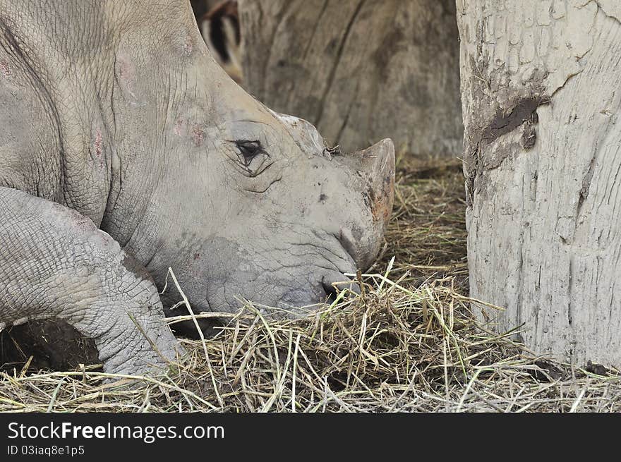 Rhinoceros Eating Dry Straw