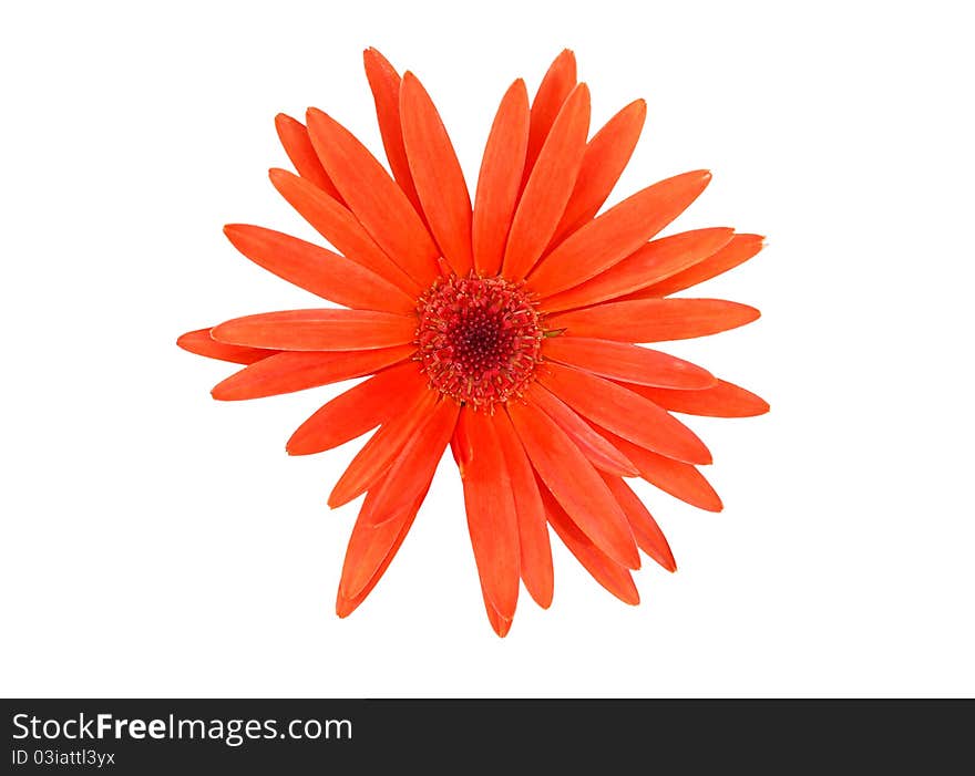 A finest orange gerbera isolated white. A finest orange gerbera isolated white