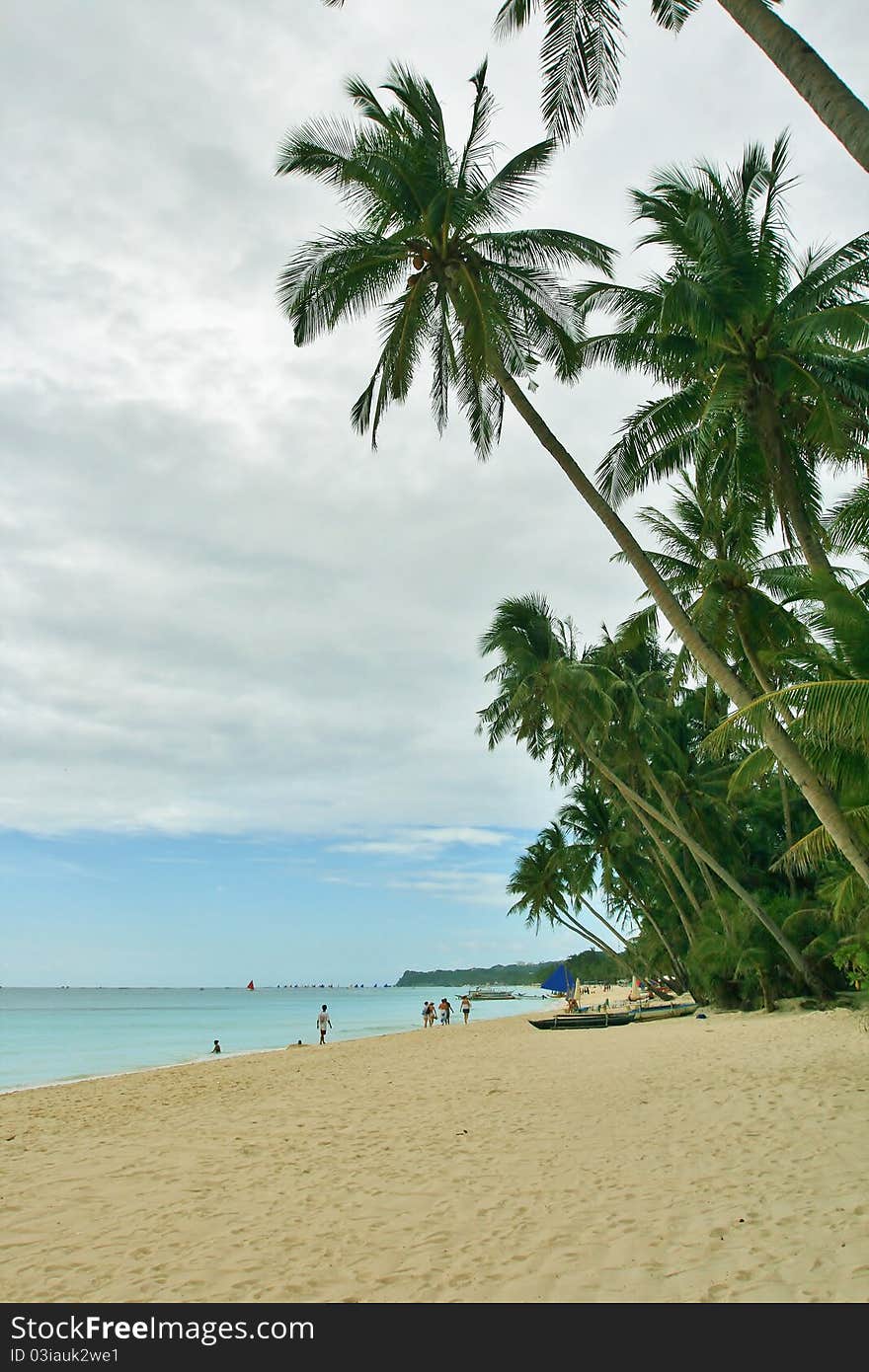 Palm trees on a tropical beach