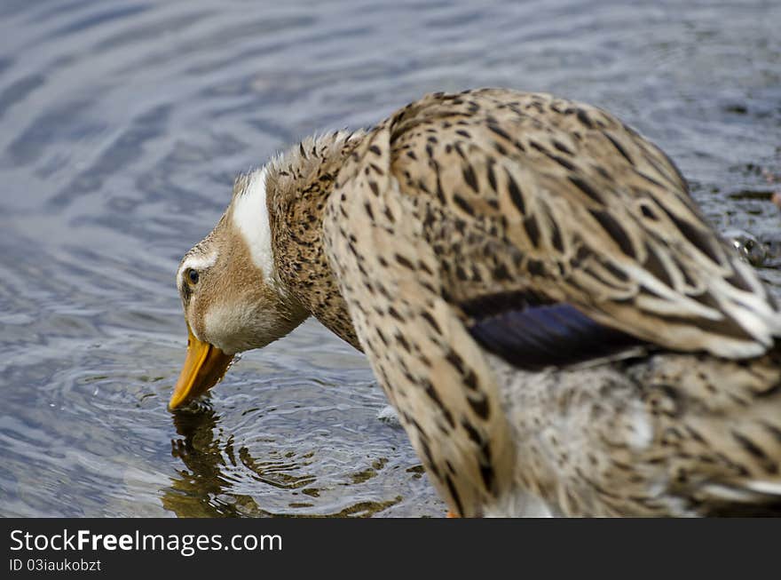 Duck Drinks Water