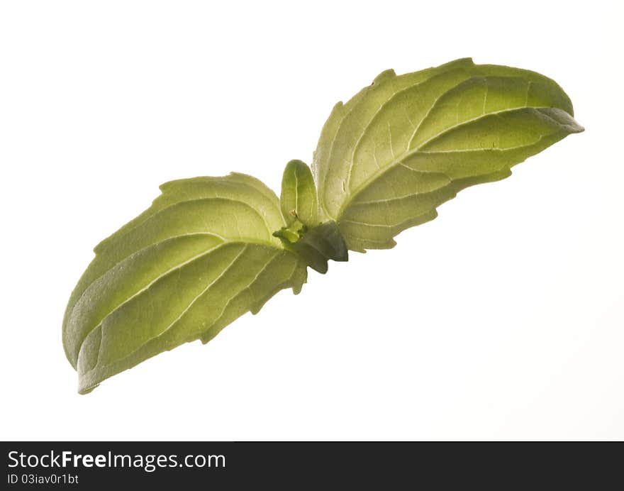 Basil leaves