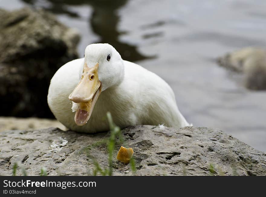 White duck eats a piece of bread open mouth. White duck eats a piece of bread open mouth