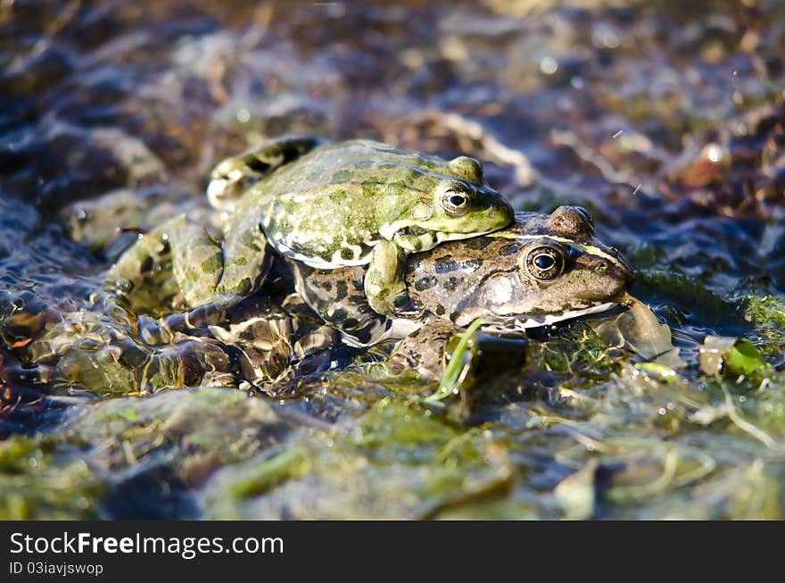 Two frogs on river, rocks water ..