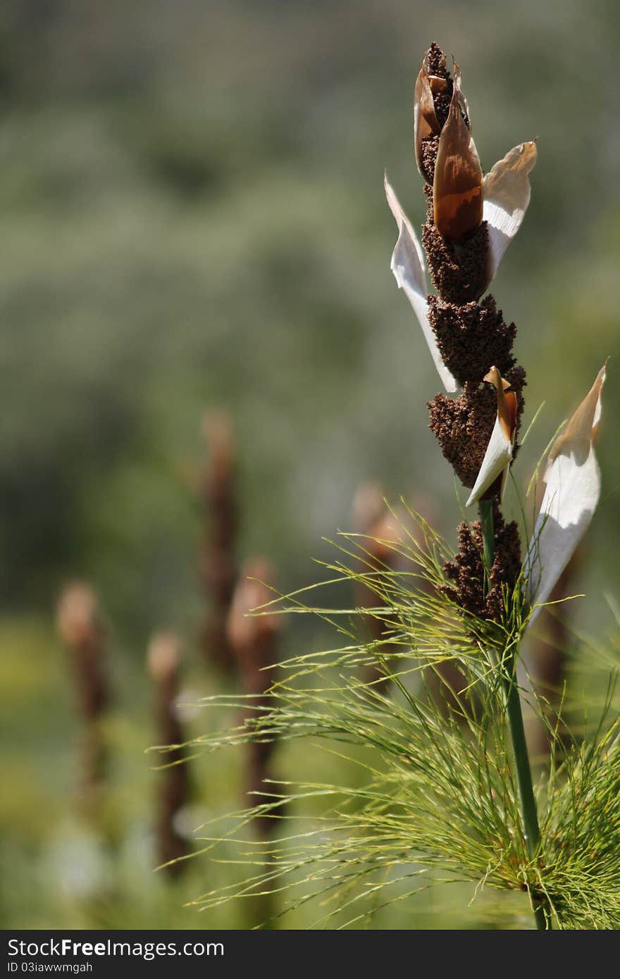 An Exotic South African Plant at the Kirstenbosch Botanical Garden