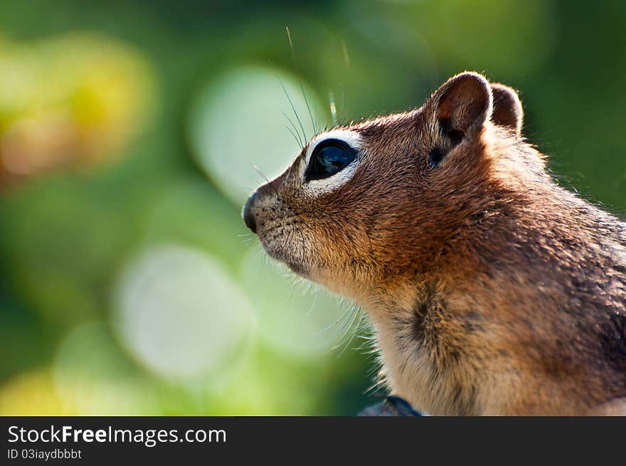 Close up of a Golden Mantled Ground Squirrel from the rocky mountains