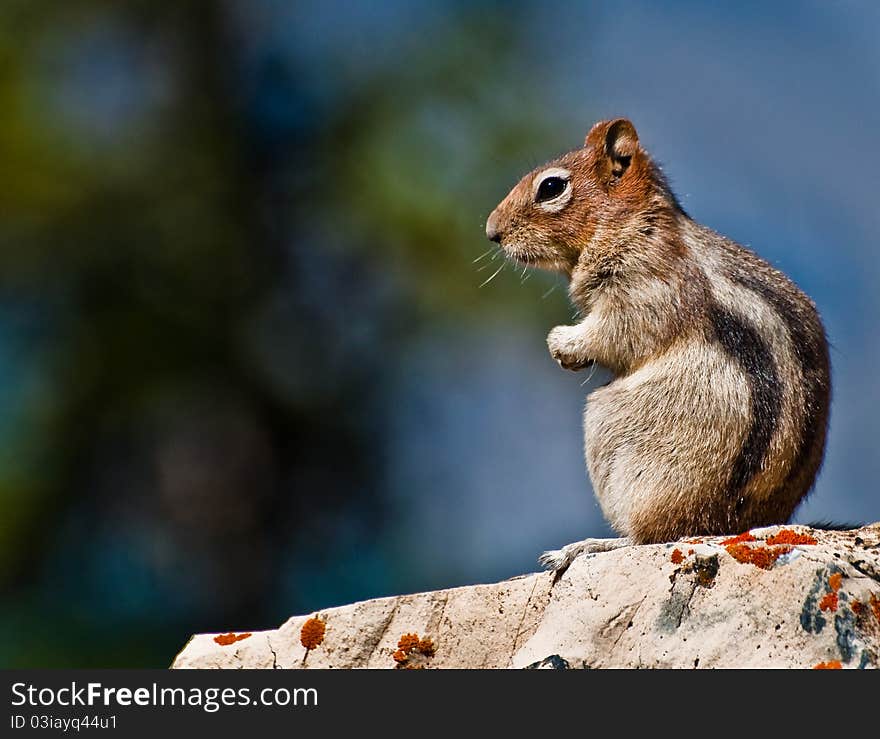 Golden Mantled Ground Squirrel sitting