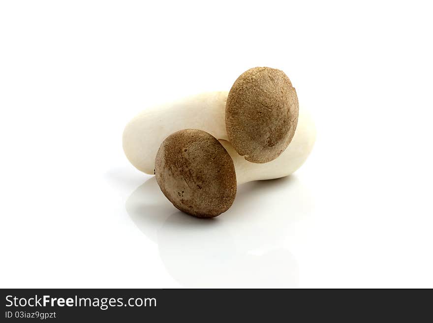 Eryngii mushroom isolated in white background thank for your support