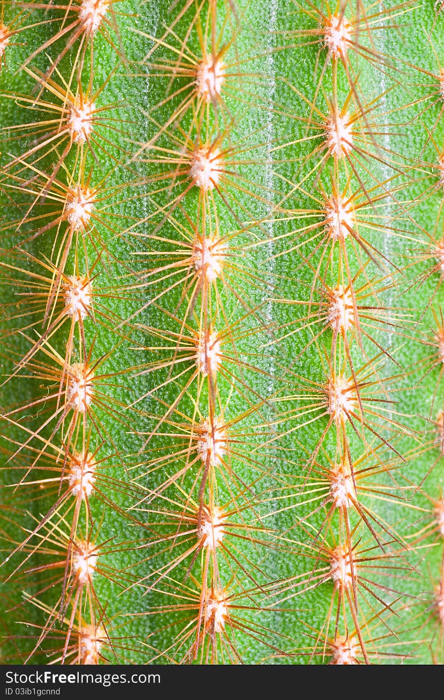 A cactus texture with vertical line