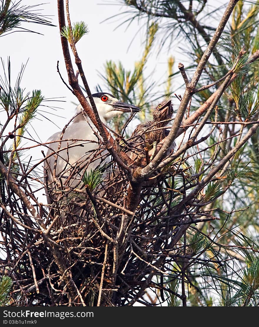 Black-crowned Night Heron