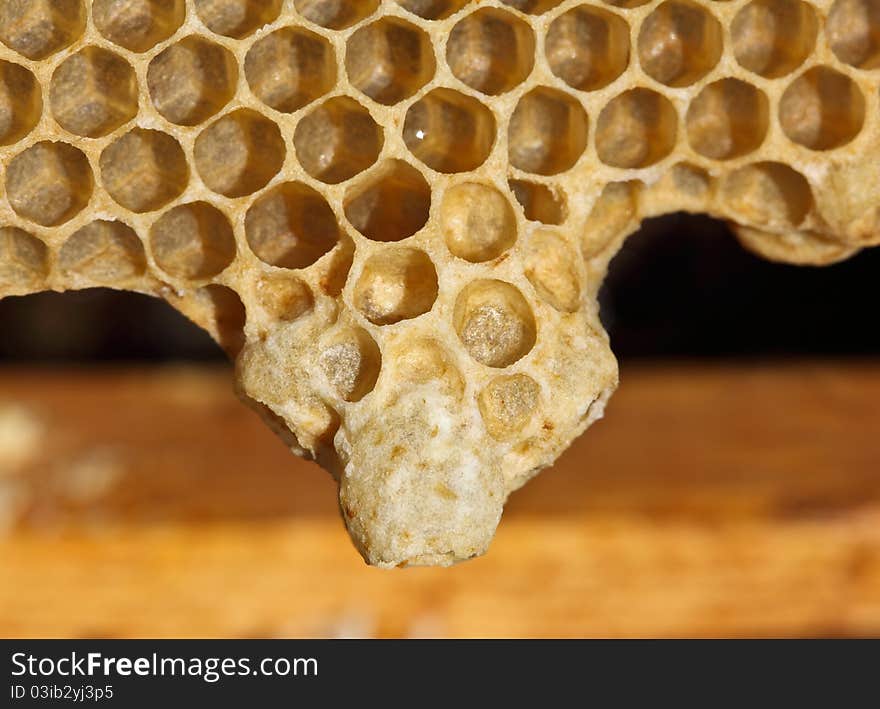 For the maturation of future mistress of colony bees create a cocoon. Material is wax. For the maturation of future mistress of colony bees create a cocoon. Material is wax.