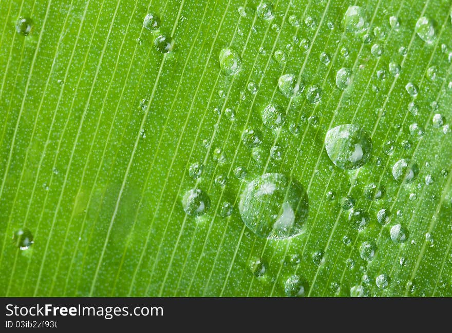 A drops on green leaves