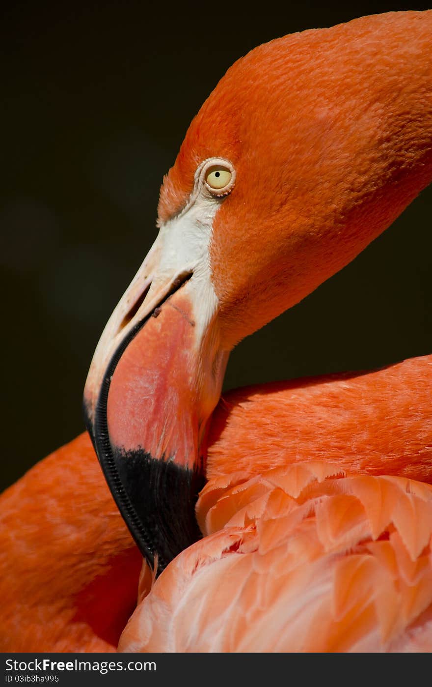 Caribbean Flamingo, also known as the American Flamingo, Phoenicopterus ruber, is a bird that occurs in North America. Caribbean Flamingo, also known as the American Flamingo, Phoenicopterus ruber, is a bird that occurs in North America