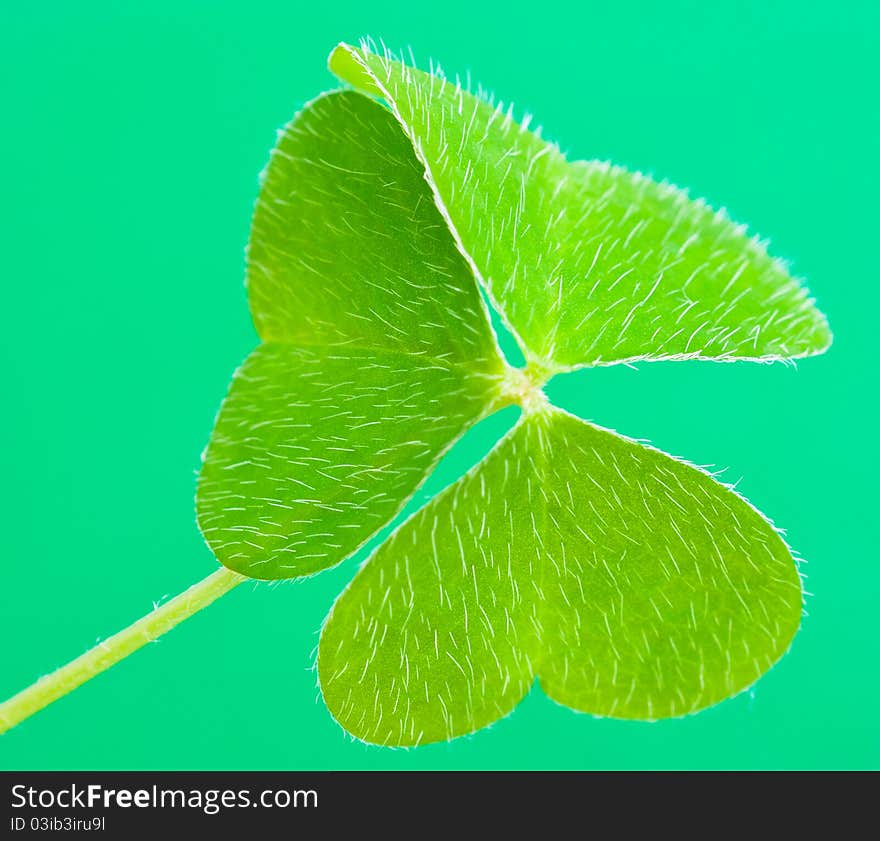 A clover, isolated on green