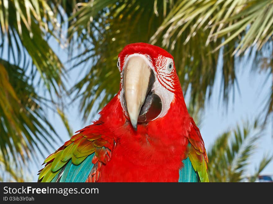 Big beautiful colorful macaws