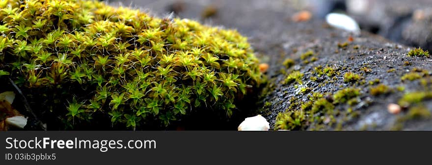 Macro shots of old roof, with some growing plants. Macro shots of old roof, with some growing plants.