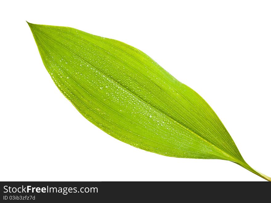 A lily of the valley isolated on white