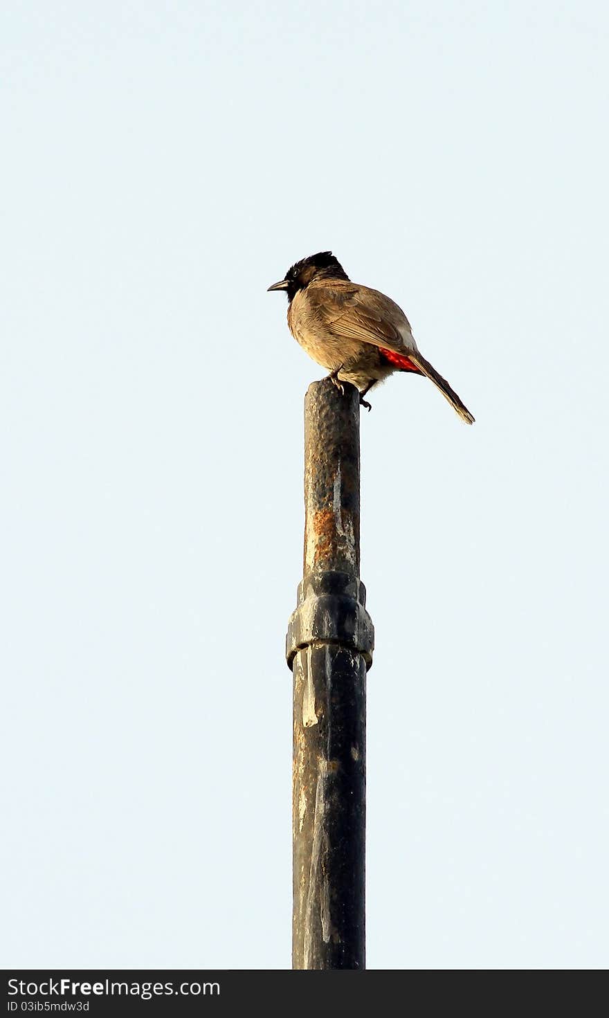 Red-whiskered Bulbul (Pycnonotus jocosus) is a passerine bird found in Asia. It is a member of the bulbul family. It is a resident frugivore found mainly in tropical Asia. It has been introduced in many tropical areas of the world where populations have established themselves. It feeds on fruits and small insects and they conspicuously perch on trees and their calls are a loud three or four note call. The distinctive crest and the red-vent and whiskers makes them easy to identify. They are very common in hill forests and urban gardens within its range.