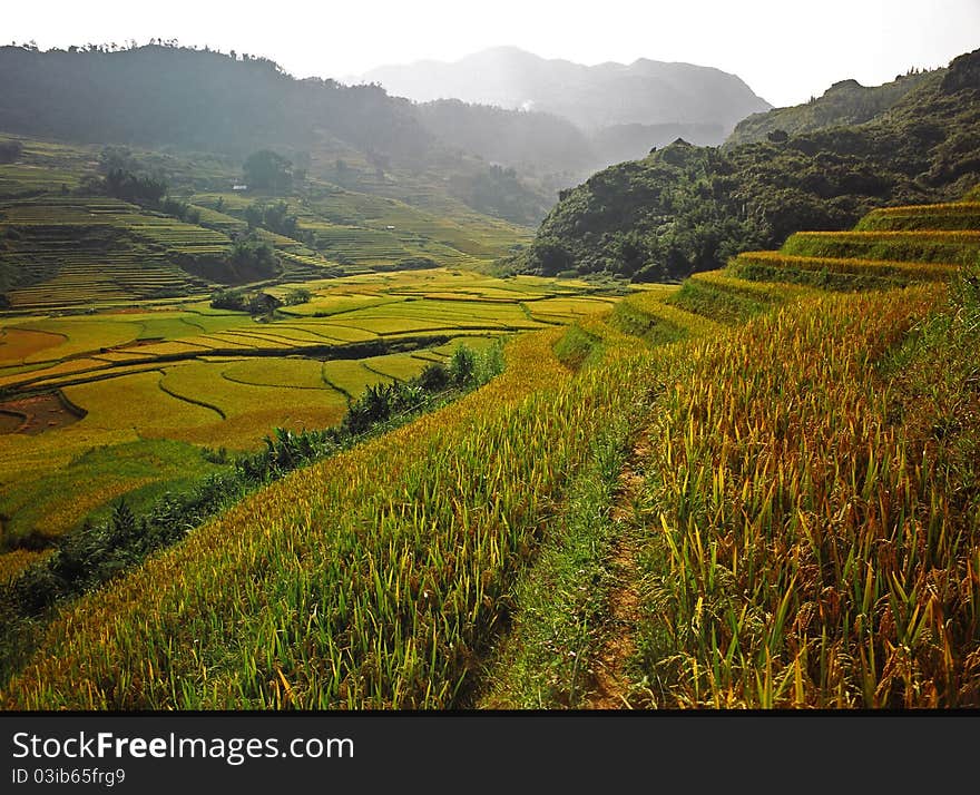 Rice Fields