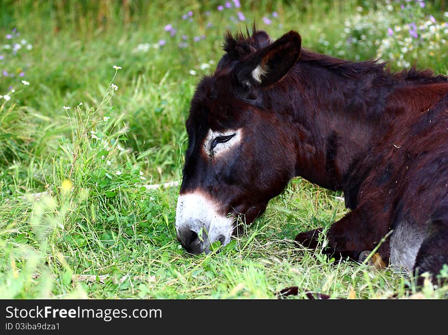 A dark-brown donkey lying  on a meadow close up. A dark-brown donkey lying  on a meadow close up