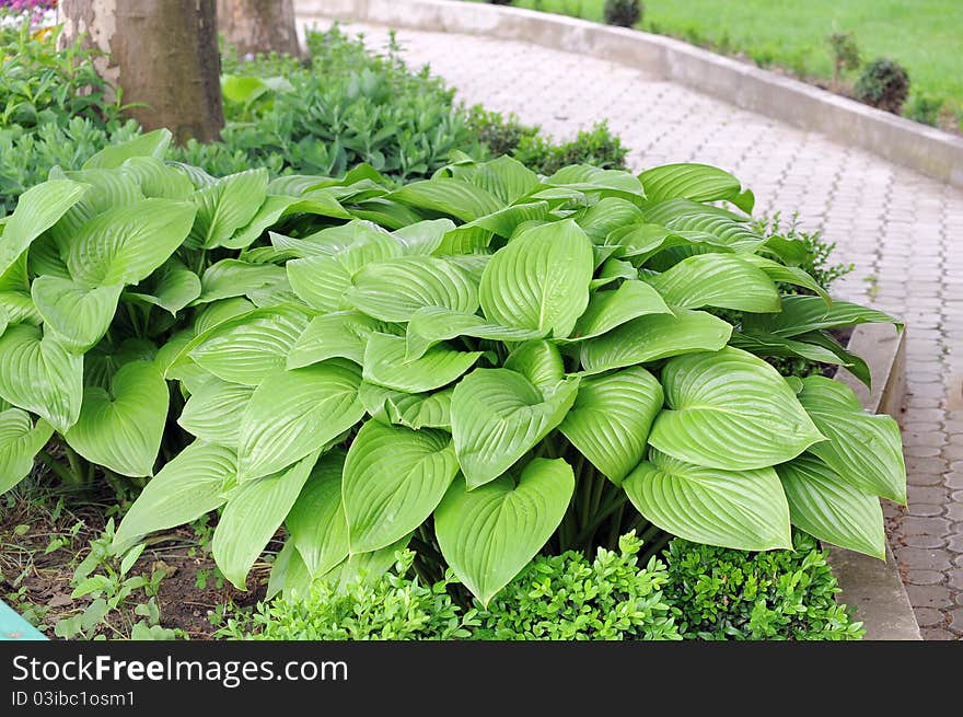 Hosta.Funkia.