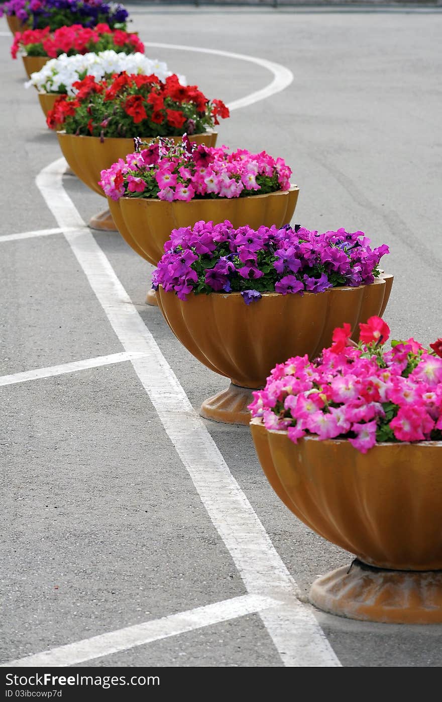 Flowers a petunia.