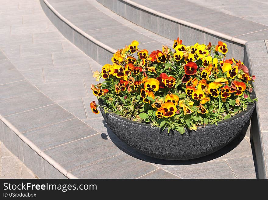 Steps and flowers.