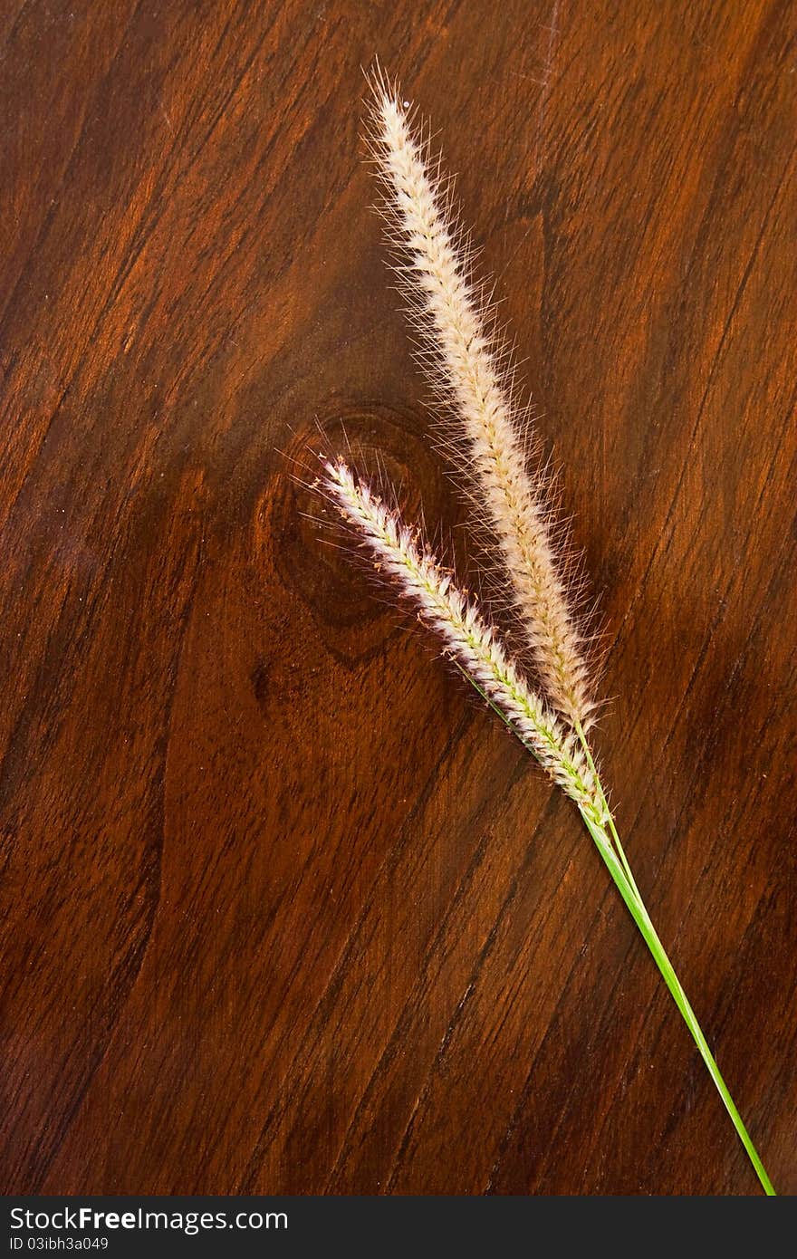 Grass blossom on wooden background texture. Grass blossom on wooden background texture