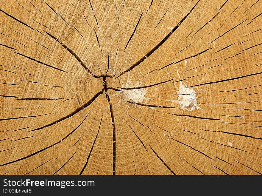 Close up cross section tree stump with bird mess splattered on it.