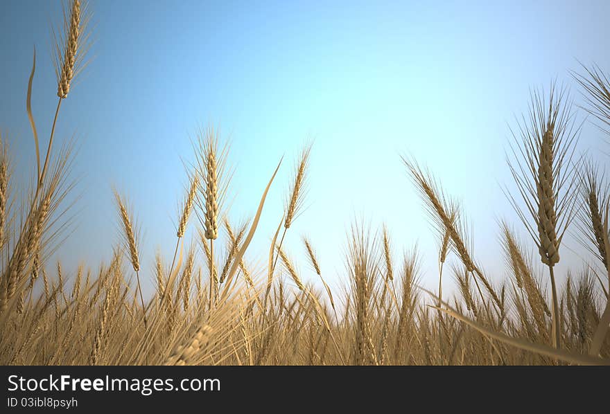 Wheat dry summer background